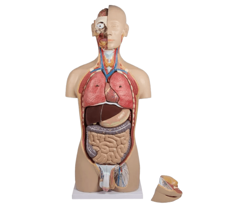 Undervisningmateriell