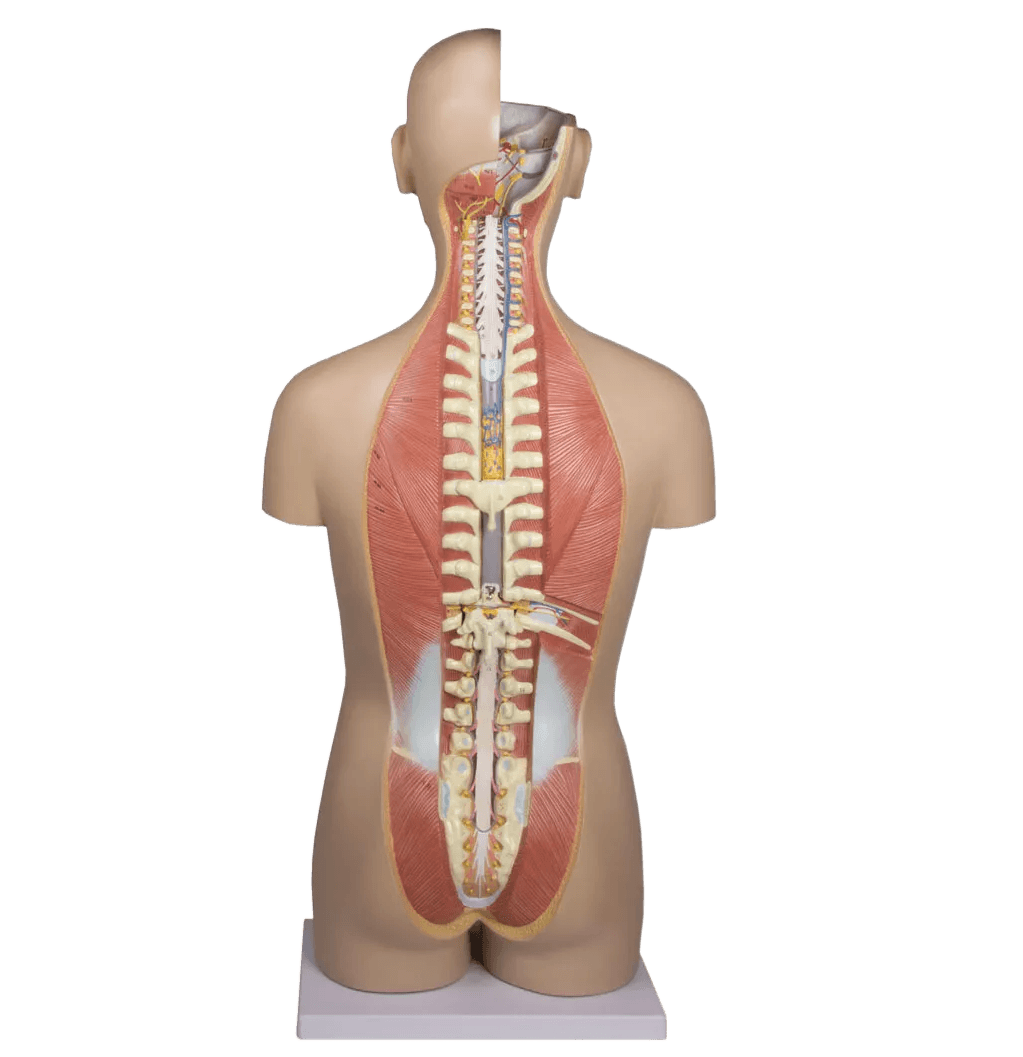 Anatomiske modeller