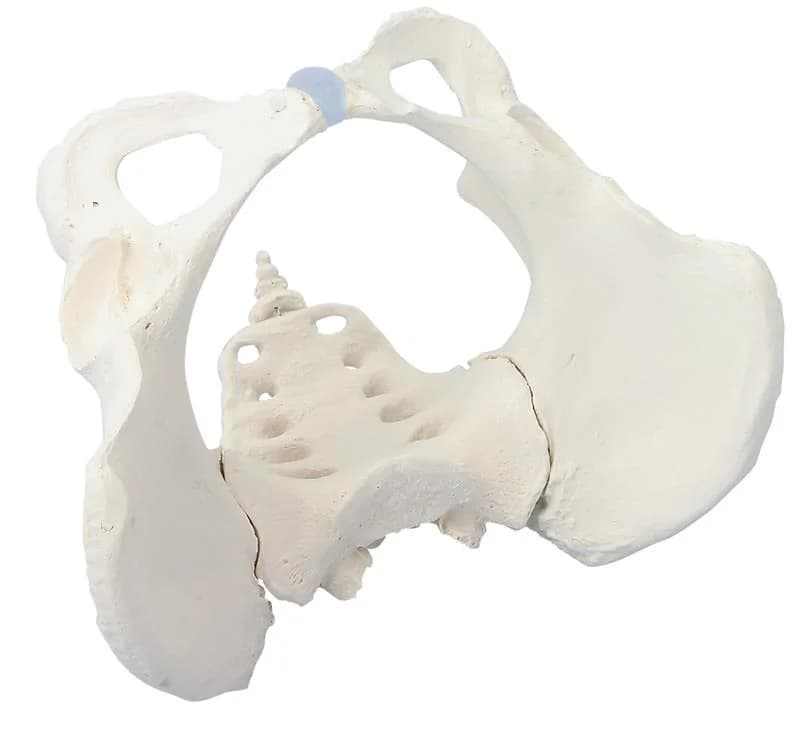 Kvinnebekken med sacrum, hovedbilde