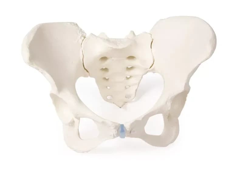 Kvinnebekken med sacrum, sidevisning