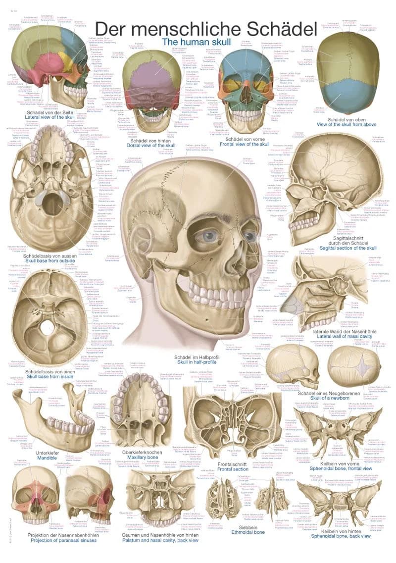 Anatomisk plansje: Kraniet