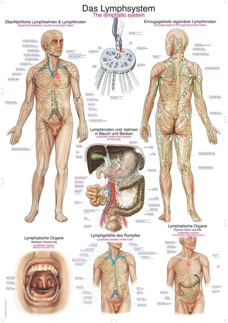 Anatomisk plansje som viser lymfesystemet, 70×100 cm