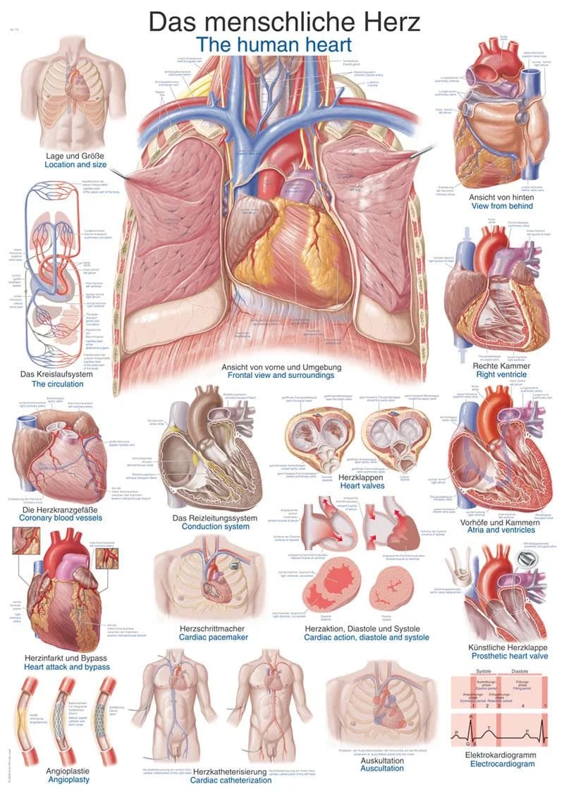Anatomisk plansje: Hjertet