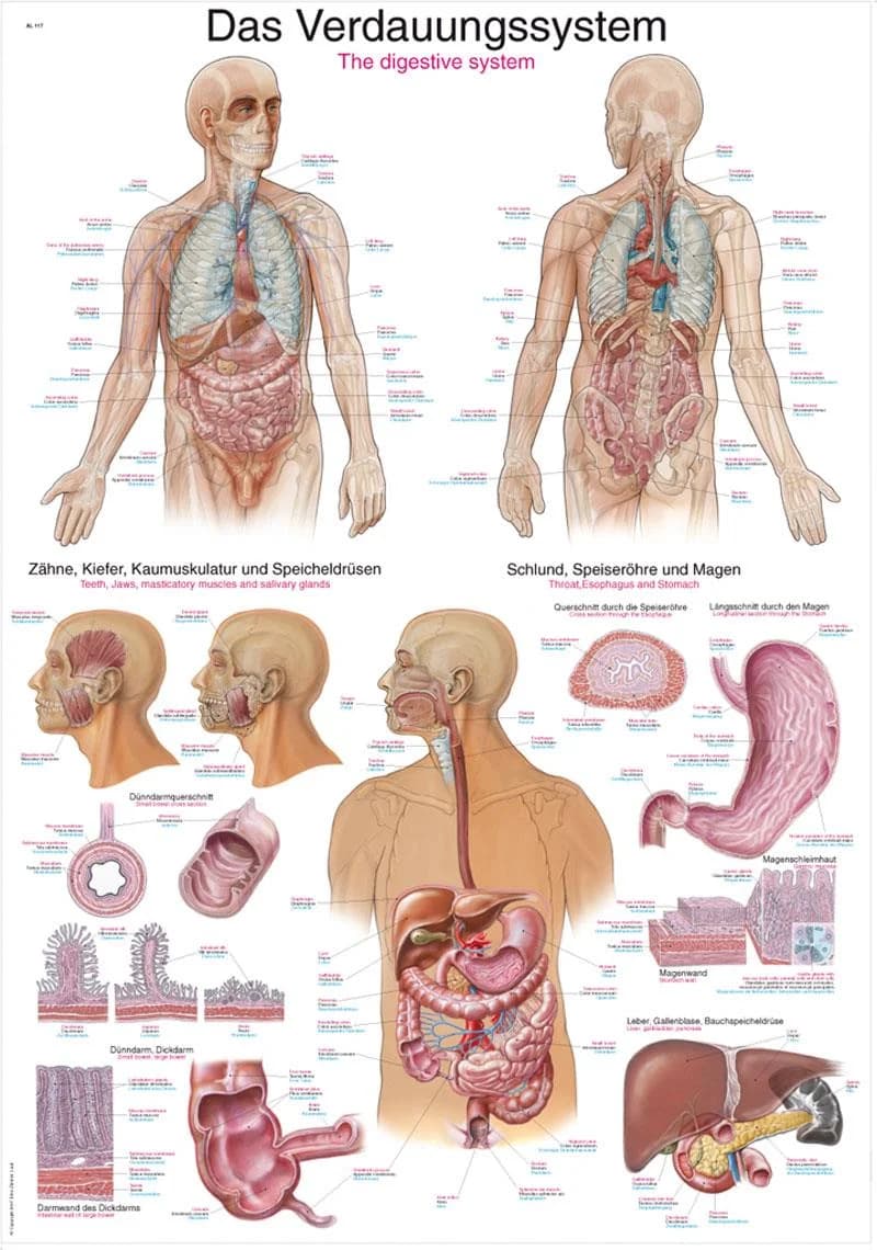 Anatomisk plansje av fordøyelsessystemet, alternativ visning