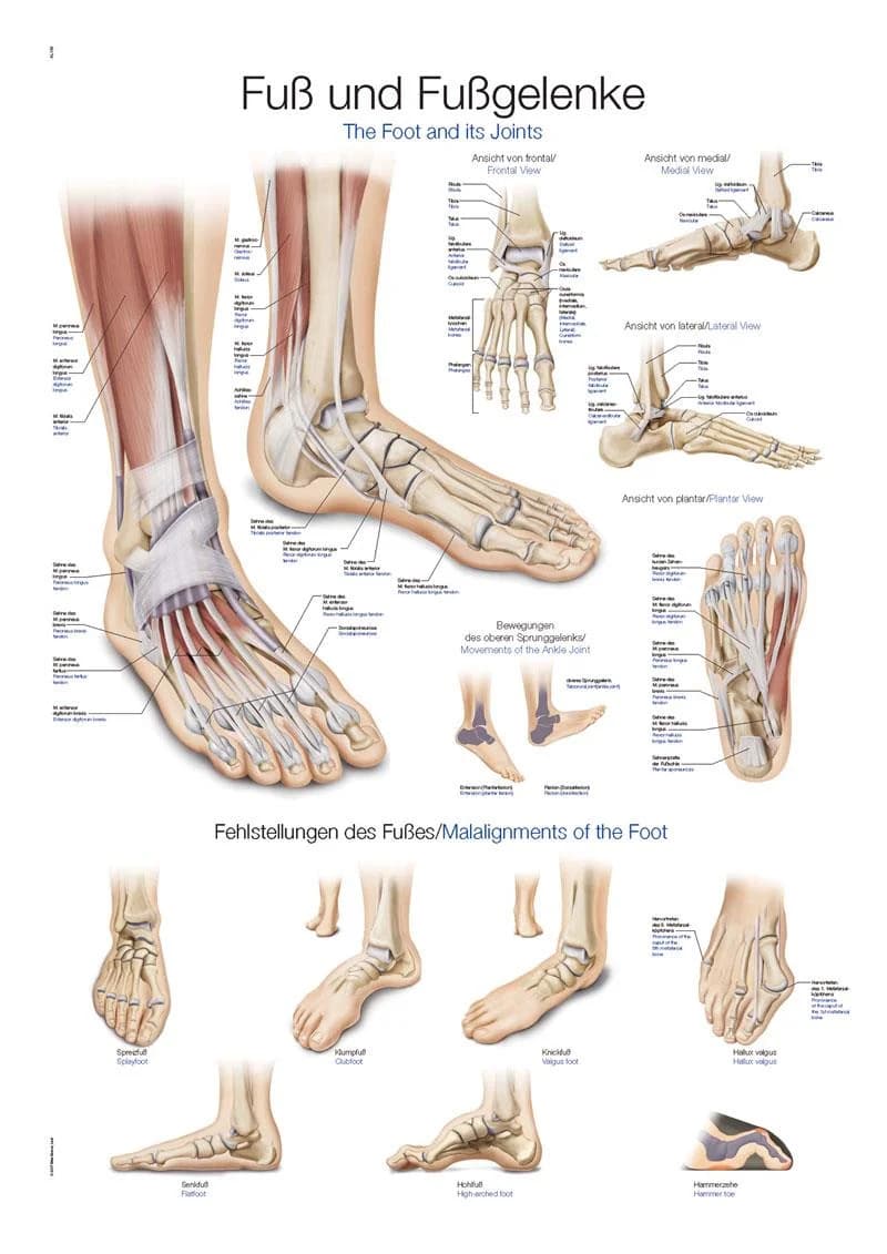 Anatomisk plansje fot og ankel, 70×100 cm