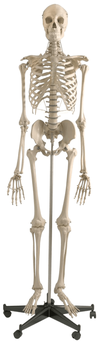 Sikkerhetsskjelett