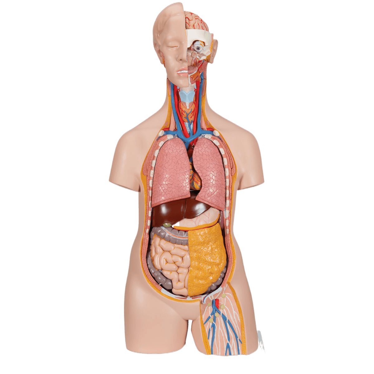 Torso 14 deler