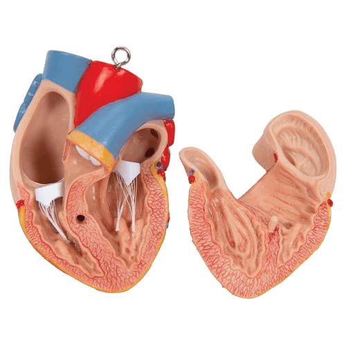 Undervisning_1000190_03