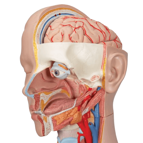 Undervisning_1000190_06