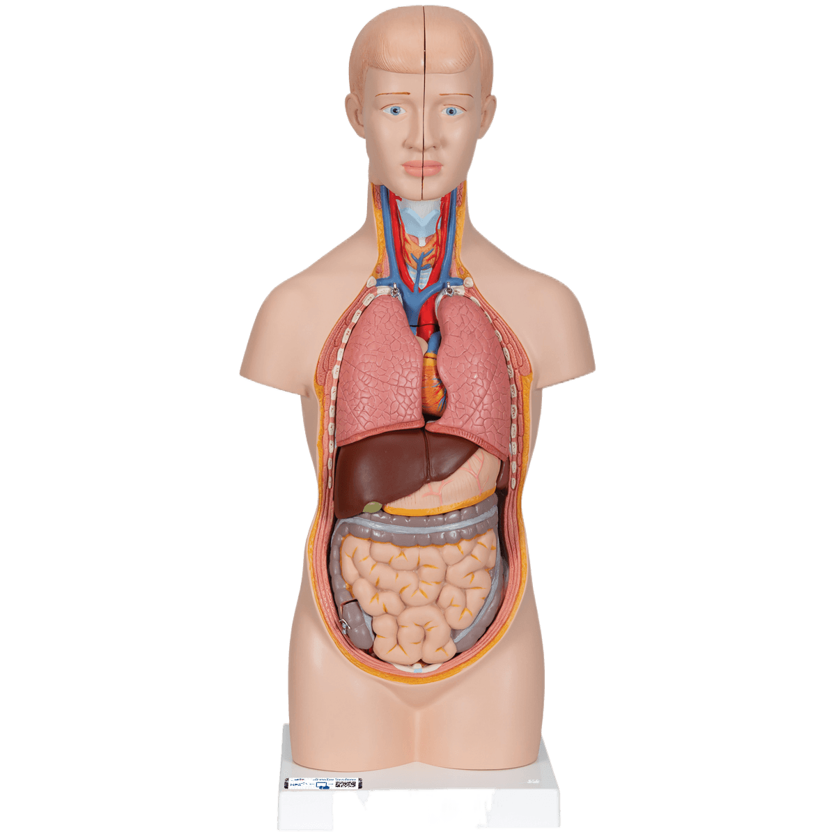 Torso mini 12 deler