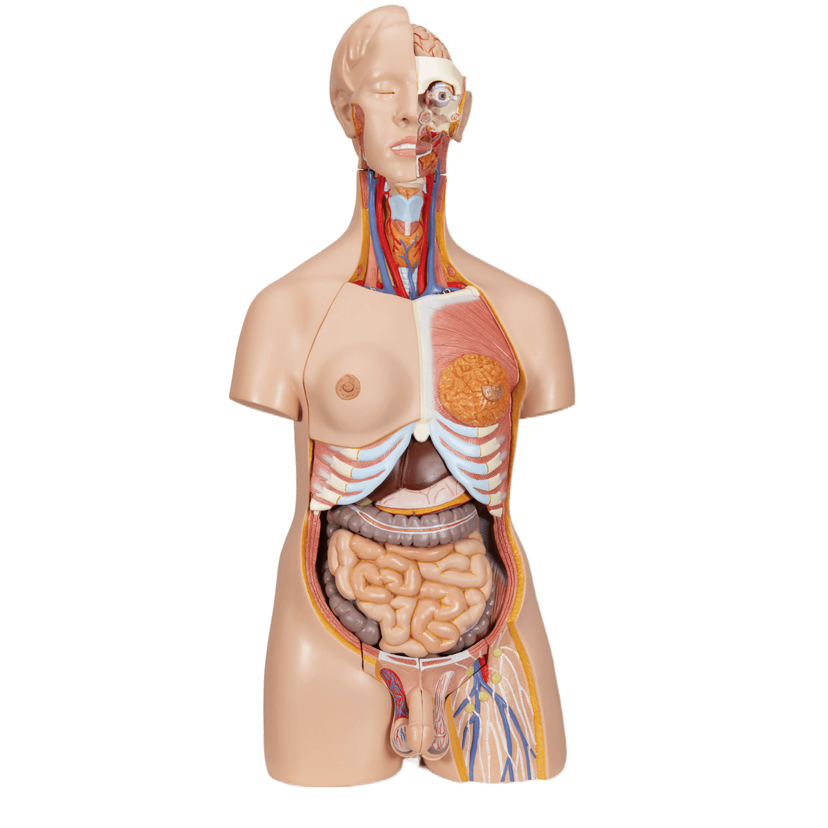 Torso Delux 24 deler