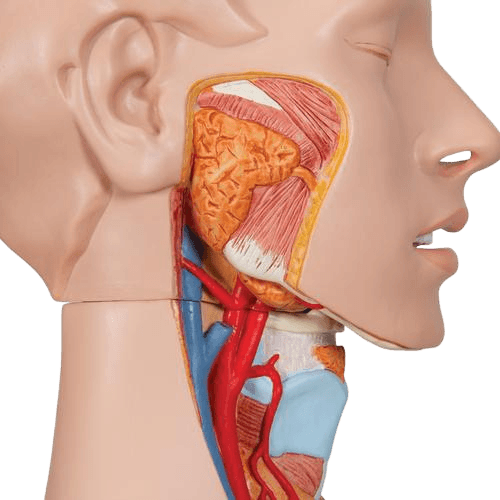 Undervisning_1000196_03