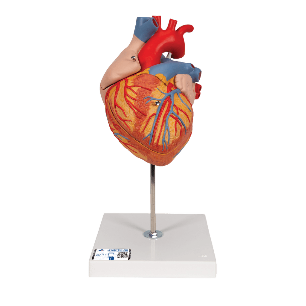 Undervisning_1000268_01