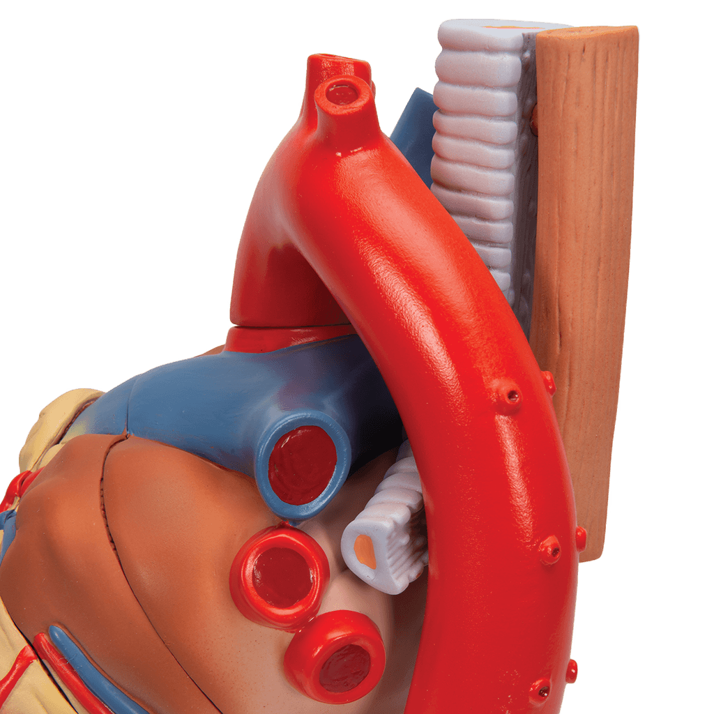 Undervisning_1008548_04